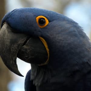 bird_stock_11__hyacinth_macaw_by_hotnstock-d4zcqbq